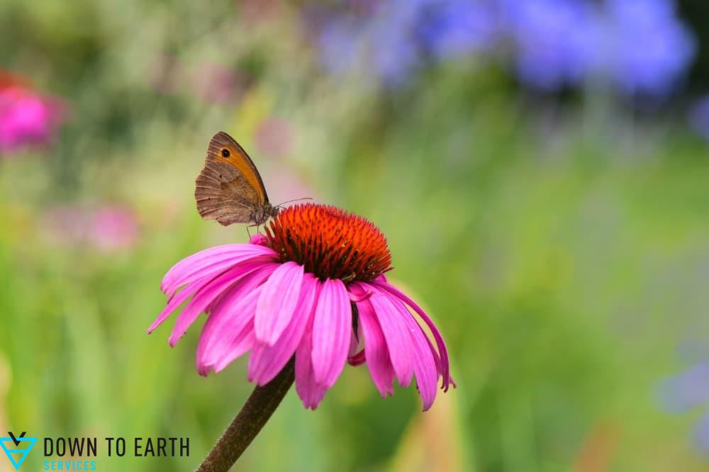 purple coneflower for pollinating
